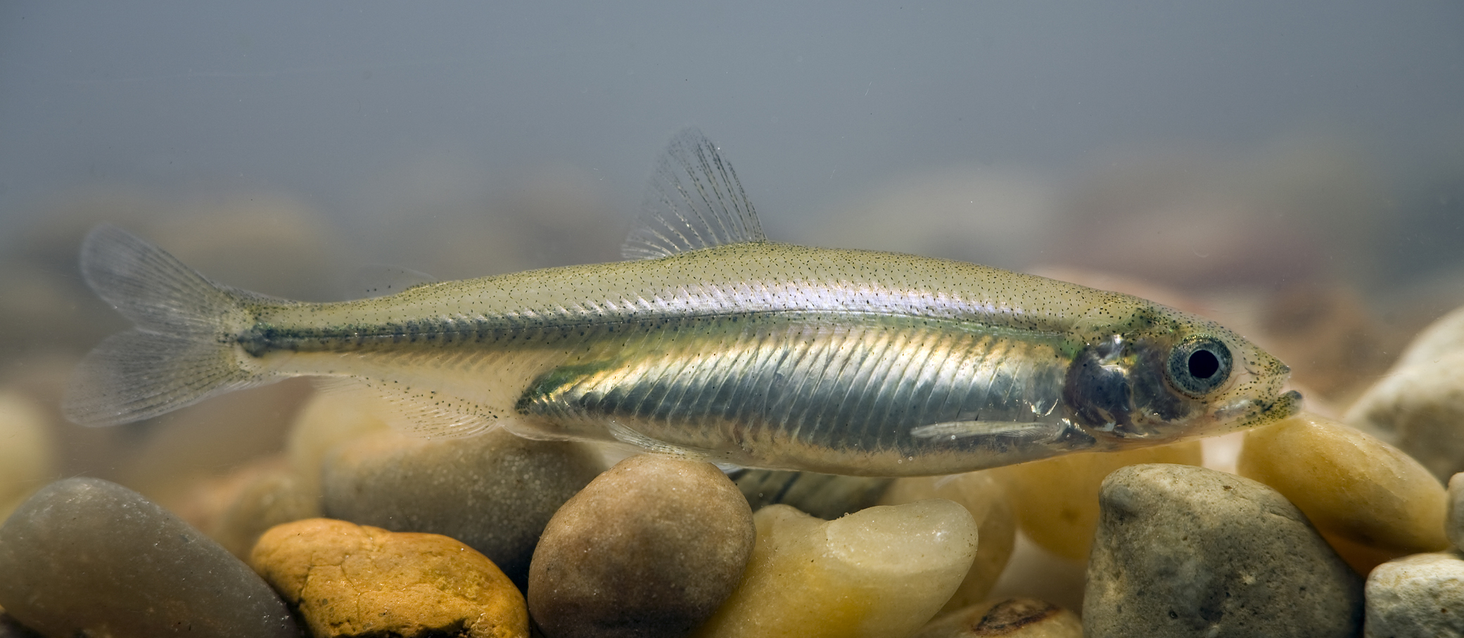 California, drought and the Delta Smelt